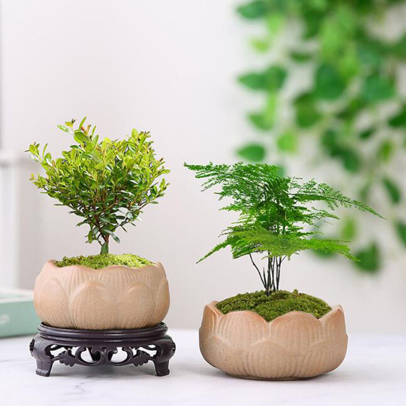 Грубая керамика, Зеленый Лотос – обзор и цена Bonsai Garden Art
